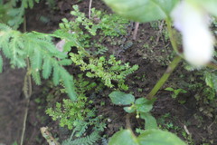Selaginella devolii