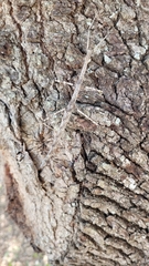 Megaphasma denticrus