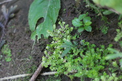 Selaginella devolii