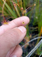 Drosera drummondii