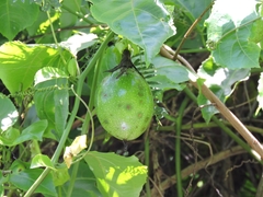 Passiflora edulis