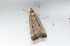 Tathorhynchus fallax