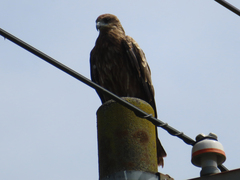 Milvus migrans lineatus