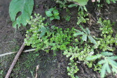Selaginella devolii