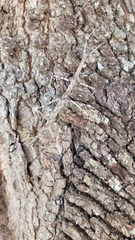 Megaphasma denticrus