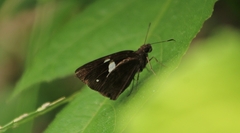 Notocrypta paralysos