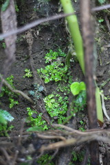 Selaginella devolii