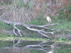 Nycticorax caledonicus