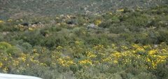 Euryops speciosissimus