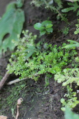 Selaginella devolii