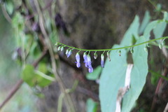 Rhynchoglossum obliquum