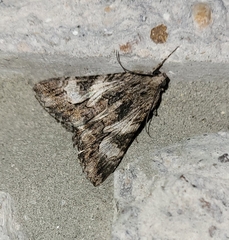Melipotis jucunda