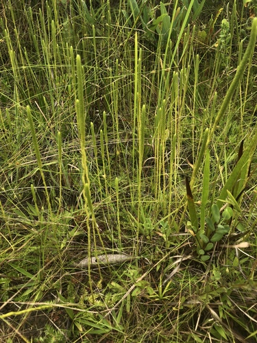 Lycopodiella caroliniana iNat (3)
