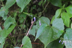 Rhynchoglossum obliquum