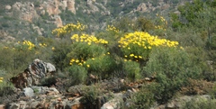 Euryops speciosissimus