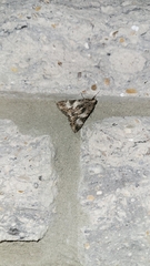 Melipotis jucunda