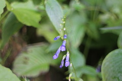 Rhynchoglossum obliquum