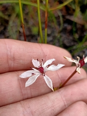 Burchardia multiflora