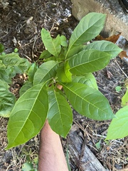 Chionanthus virginicus