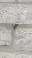 Melipotis jucunda