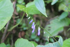 Rhynchoglossum obliquum