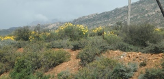 Euryops speciosissimus