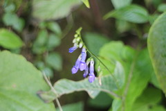 Rhynchoglossum obliquum