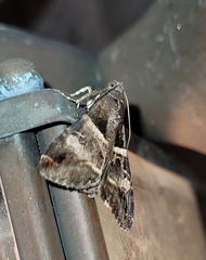 Melipotis perpendicularis