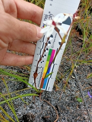 Burchardia multiflora