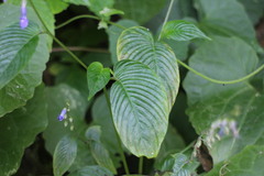 Rhynchoglossum obliquum