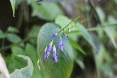 Rhynchoglossum obliquum