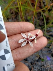 Burchardia multiflora