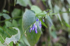 Rhynchoglossum obliquum