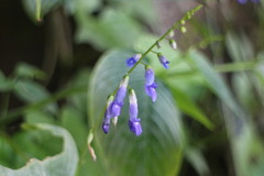 Rhynchoglossum obliquum