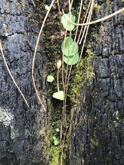 Xanthosia rotundifolia