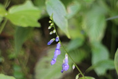 Rhynchoglossum obliquum