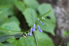 Rhynchoglossum obliquum