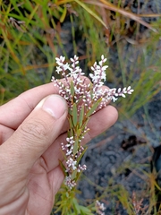 Leucopogon