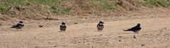 Hirundo albigularis