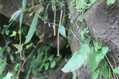 Rhynchoglossum obliquum