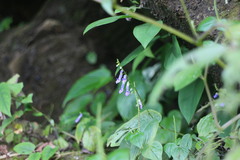 Rhynchoglossum obliquum