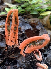 Pseudocolus fusiformis
