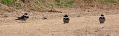 Hirundo albigularis