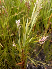 Leucopogon