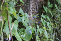 Rhynchoglossum obliquum