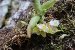 Gastrochilus