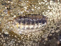 Polyplacophora