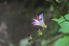 Tricyrtis formosana