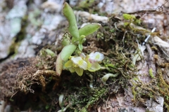Gastrochilus