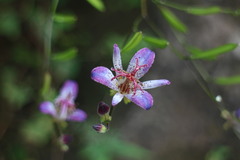 Tricyrtis formosana